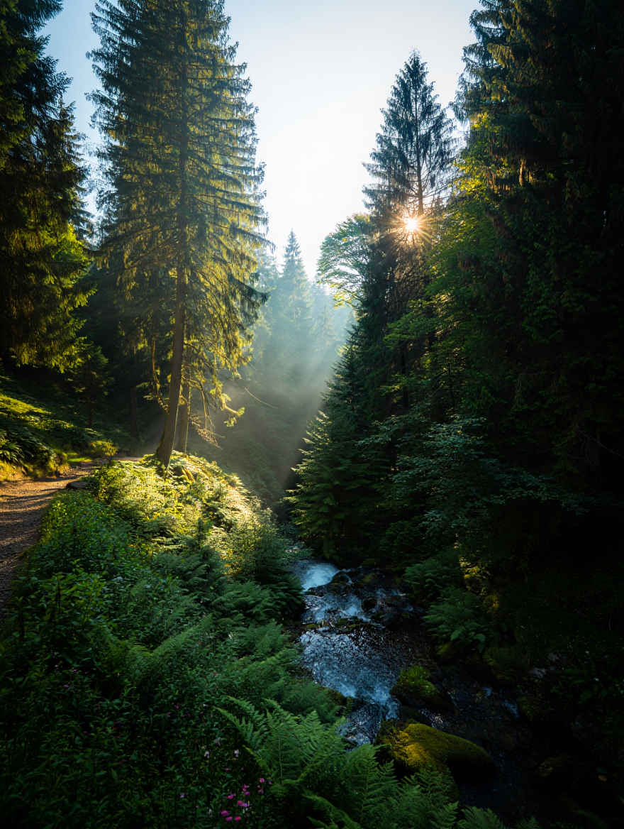 Dichter, mystischer Schwarzwald mit Tannen, Nebel und stillen Bergseen